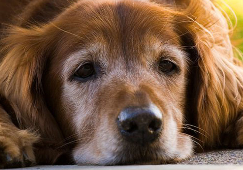 El envejecimiento de nuestras mascotas: Claves para mantener su salud y vitalidad